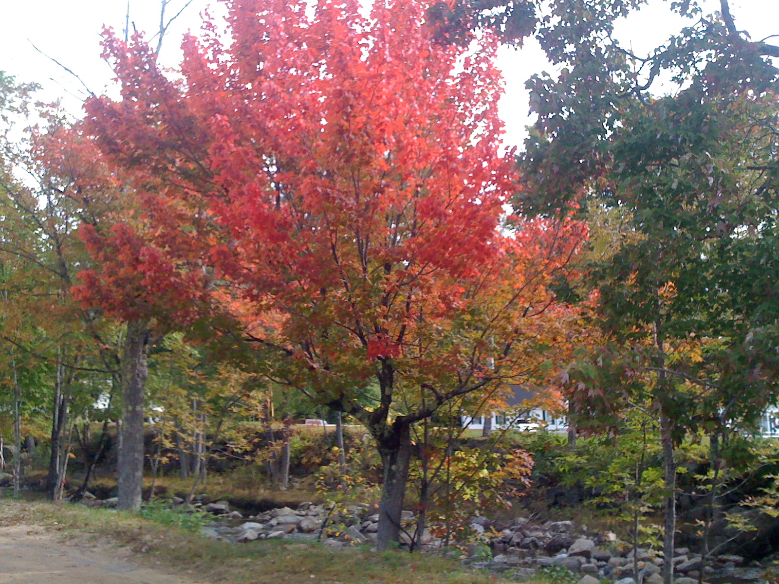 fall-foliage-the-wentworth-inn