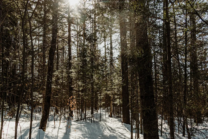 Trees with snow on the ground in Jackson, NH